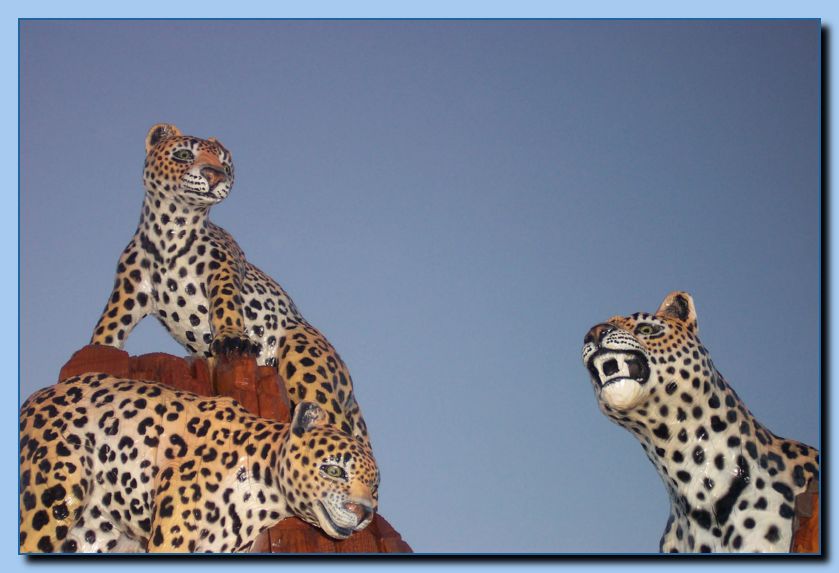 2-07 leopards-archive-0006